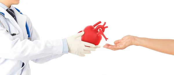 Läkare Hålla Hjärtat Skicka Till Hjärtsjukdomar Patienter Kardiologi Symtom Vit — Stockfoto