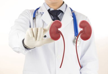 doktor kontrol 3d böbrek ürolojisi , tıp ile böbrek hastalığı
