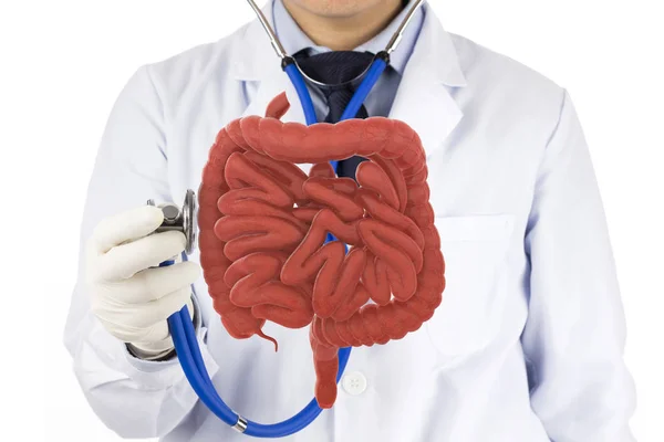 Doctor Touch Intestine Check Human Intestine Concept — Stock Photo, Image