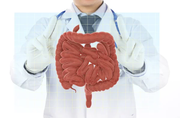 Doctor Touch Intestine Check Human Intestine Concept — Stock Photo, Image