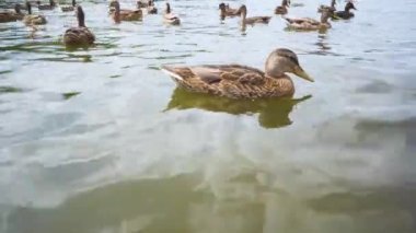 Ducks on a Lake Closeup Saving Nature Concept