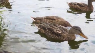 Ducks on a Lake Closeup Saving Nature Concept