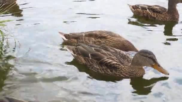 Ducks Lake Closeup Saving Nature Concept — 비디오