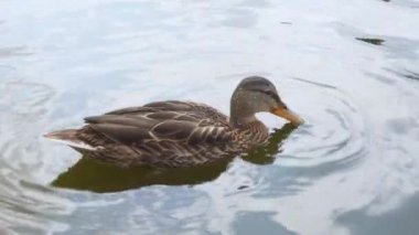 Ducks on a Lake Closeup Saving Nature Concept