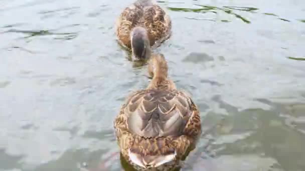 Ducks Lake Closeup Saving Nature Concept — Stock Video