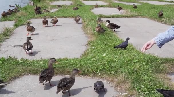 Feeding Ducks Pigeons Lake — ストック動画