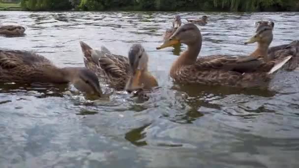 Patos Alimentação Lago — Vídeo de Stock