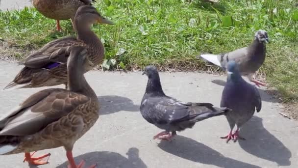Ducks Pigeons Lake — ストック動画