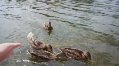 Feeding Ducks at the Lake