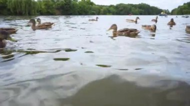 Ducks on a Lake Closeup Saving Nature Concept