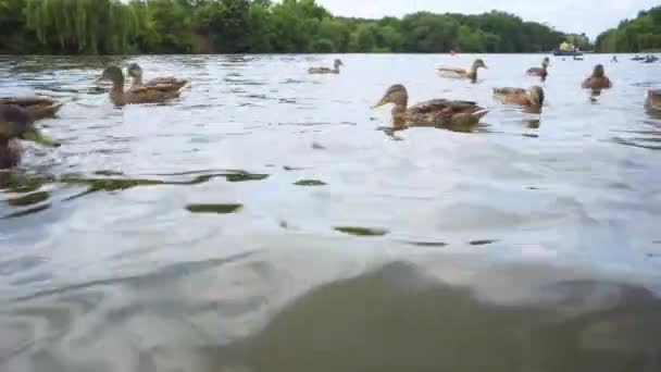 Ducks Lake Closeup Saving Nature Concept — 비디오
