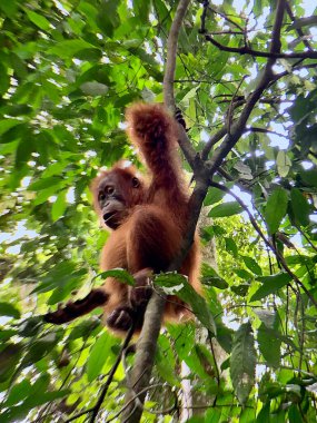 Sumatra 'daki Bukit Lawang Ulusal Parkı' nda Orangutan