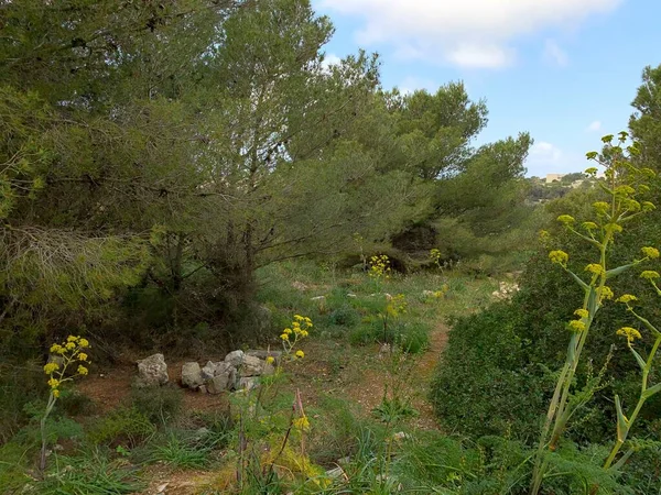 Flores Amarillas en Manikata Woodlands en Malta — Foto de Stock