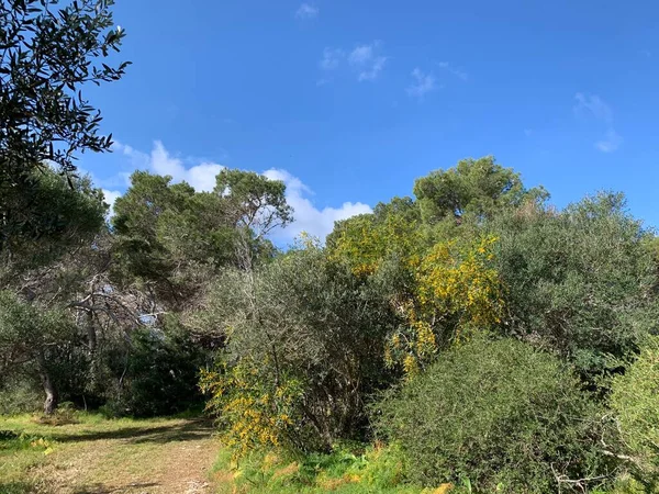 Flores Amarillas en Manikata Woodlands en Malta — Foto de Stock