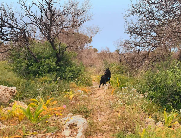 Perro Negro en Manikata Woodlands en Malta — Foto de Stock