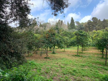 Buskett Bahçeleri 'nde portakal yemeye hazır.