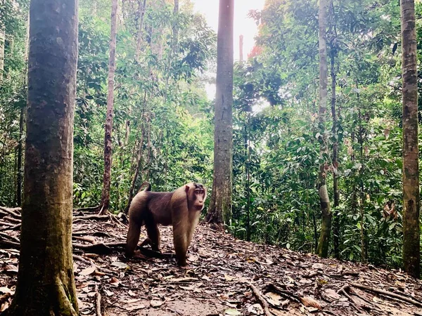 Бабуин в Национальном парке Букит-Лаваг на Суматре, Индонезия — стоковое фото