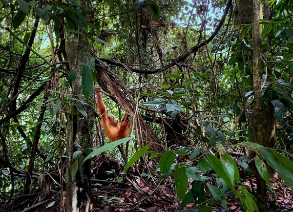 Parco nazionale Orangutan Bukit Lawang a Sumatra — Foto Stock