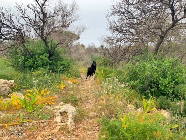 Malta 'daki Manikata Ormanlarında Kara Köpek