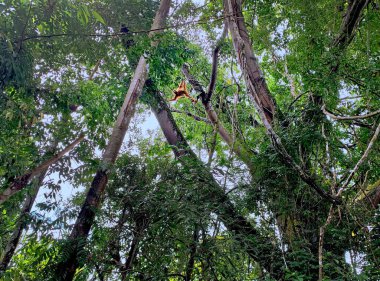 Sumatra 'daki Orangutan Bukit Lawang Ulusal Parkı