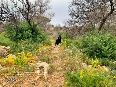 Malta 'daki Manikata Ormanlarında Kara Köpek