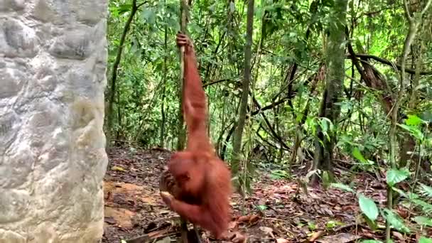 Orangutan no Parque Nacional Bukit Lawang em Sumatra — Vídeo de Stock