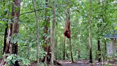 Sumatra 'daki Bukit Lawang Ulusal Parkı' nda Orangutan