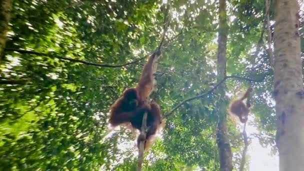 Orangutan no Parque Nacional Bukit Lawang em Sumatra — Vídeo de Stock