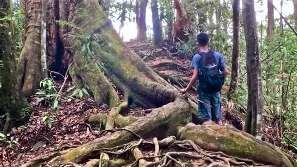 En man som står på en sten mitt i en skog — Stockvideo