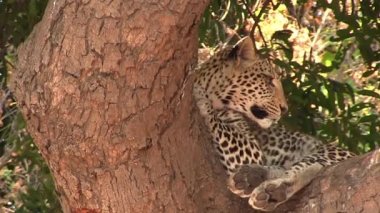 Chobe Ulusal Parkı 'ndaki ağaçtaki leopar.
