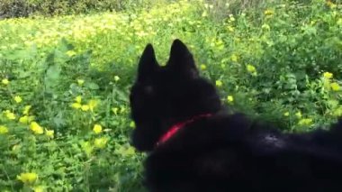 Çiçekli siyah köpek Malta 'da yürüyor.