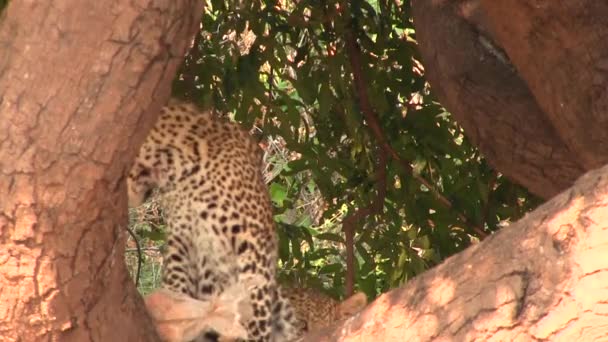 Dois leopardos jovens descansando na árvore no Parque Nacional Chobe — Vídeo de Stock