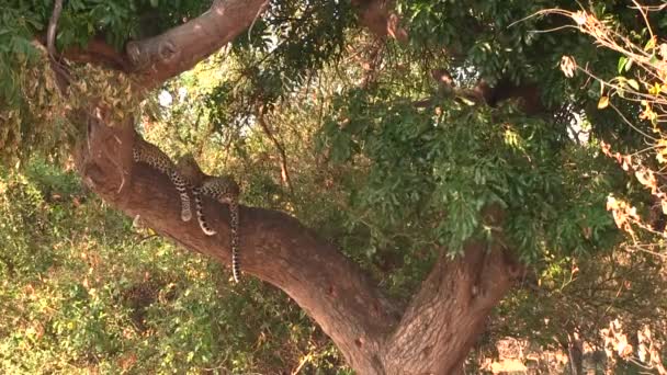 Zwei junge Leoparden ruhen sich auf dem Baum im Chobe Nationalpark aus — Stockvideo