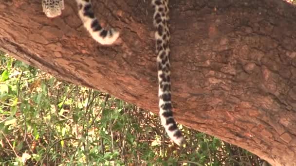 La cola de los leopardos descansando sobre el árbol en el Parque Nacional Chobe — Vídeos de Stock