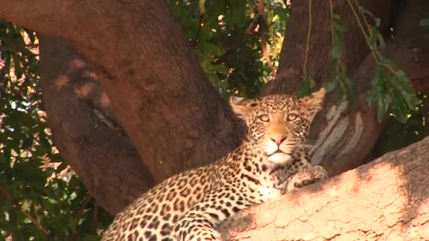 Leopard na stromě v národním parku Chobe — Stock video