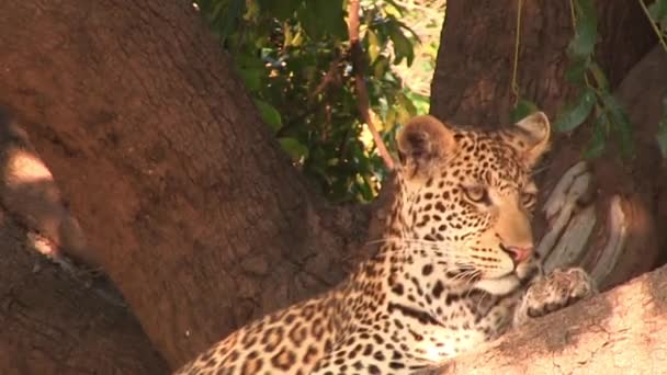 Леопард на дереве в Национальном парке Чобе — стоковое видео