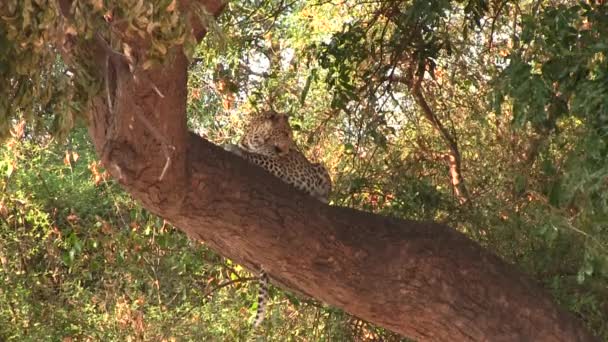 Leopardo na árvore no Parque Nacional Chobe — Vídeo de Stock