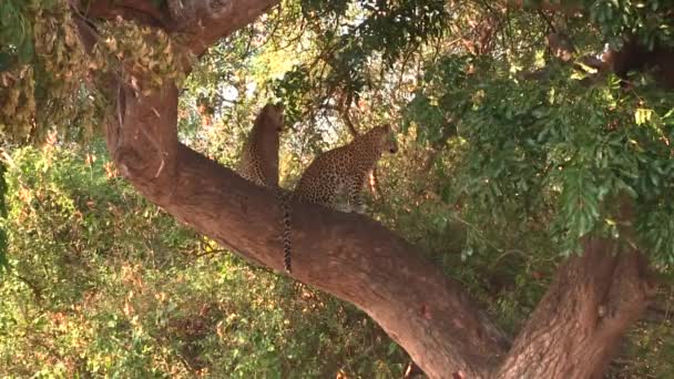 Két fiatal leopárd pihen a Chobe Nemzeti Park fáján. — Stock videók