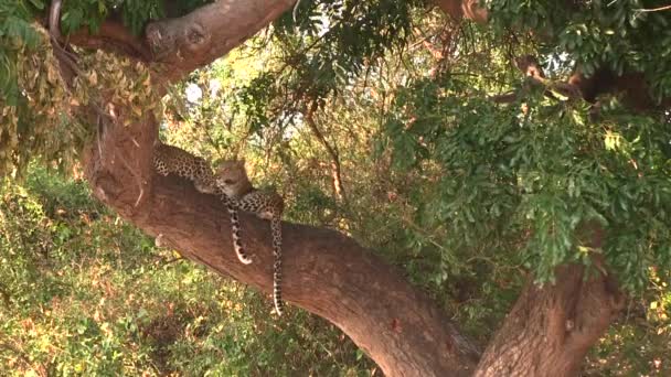 Zwei junge Leoparden ruhen sich auf dem Baum im Chobe Nationalpark aus — Stockvideo