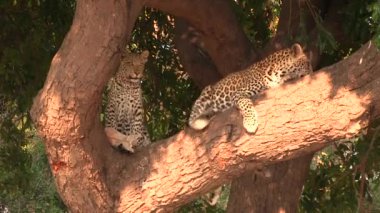 Chobe Ulusal Parkı 'ndaki ağaçta dinlenen iki genç leopar.