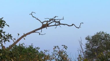 Chobe Ulusal Parkı 'ndaki ağaçtaki leopar.