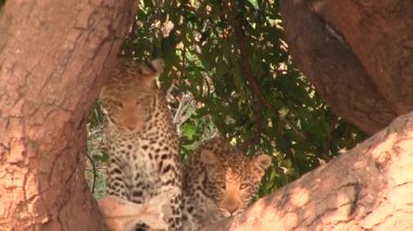 Chobe Ulusal Parkı 'ndaki ağaçta dinlenen iki genç leopar.