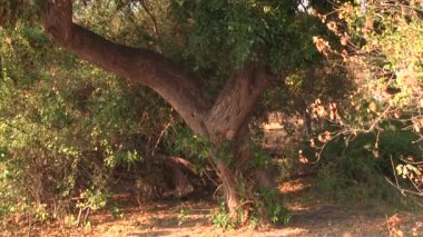 Chobe Ulusal Parkı 'nda ağacın altında yürüyen bir leopar.