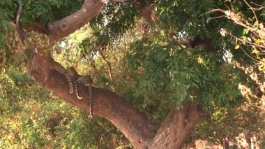 Chobe Ulusal Parkı 'ndaki ağaçta dinlenen iki genç leopar.