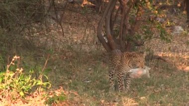 Chobe Ulusal Parkı 'ndaki ağacın altında bir leopar.