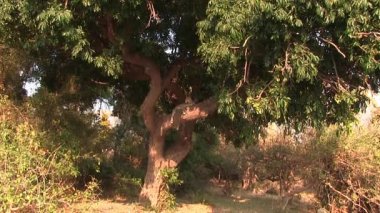 Chobe Ulusal Parkı 'ndaki ağaçta dinlenen iki genç leopar.