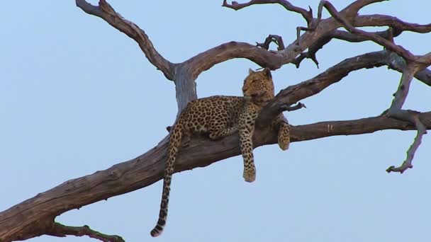 Chobe Ulusal Parkı 'ndaki ağaçtaki leopar. — Stok video