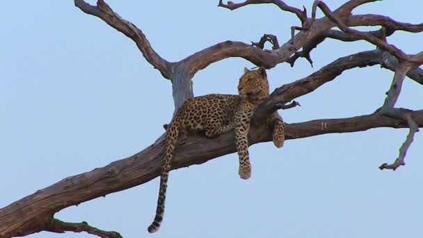 Leopardo en el árbol en el Parque Nacional Chobe — Vídeo de stock