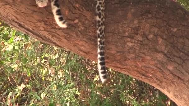 Chobe Ulusal Parkı 'ndaki ağaçtaki leopar. — Stok video