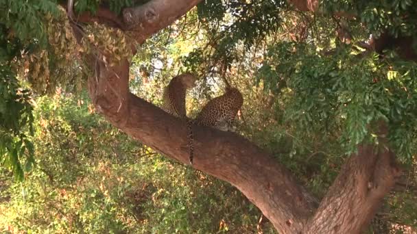 Two young leopards resting on the tree in Chobe National Park — Stock Video